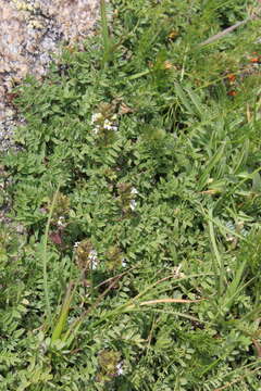 Euphrasia ossica Juz. ex Ganeschin的圖片