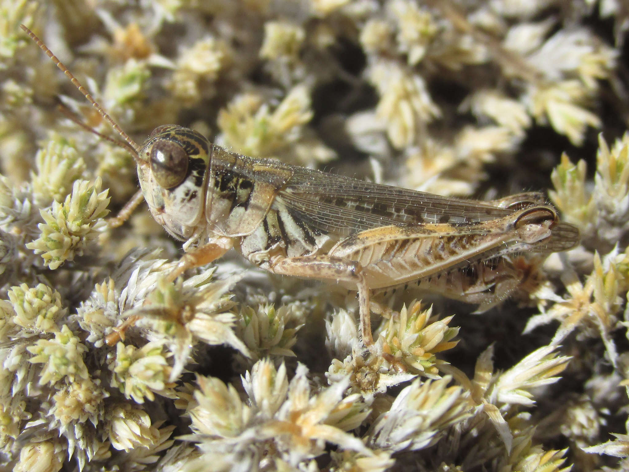 Imagem de Melanoplus infantilis Scudder & S. H. 1878