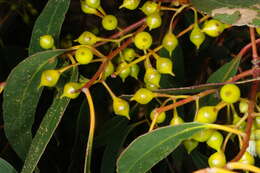 Image de Eucalyptus leucoxylon subsp. connata K. Rule