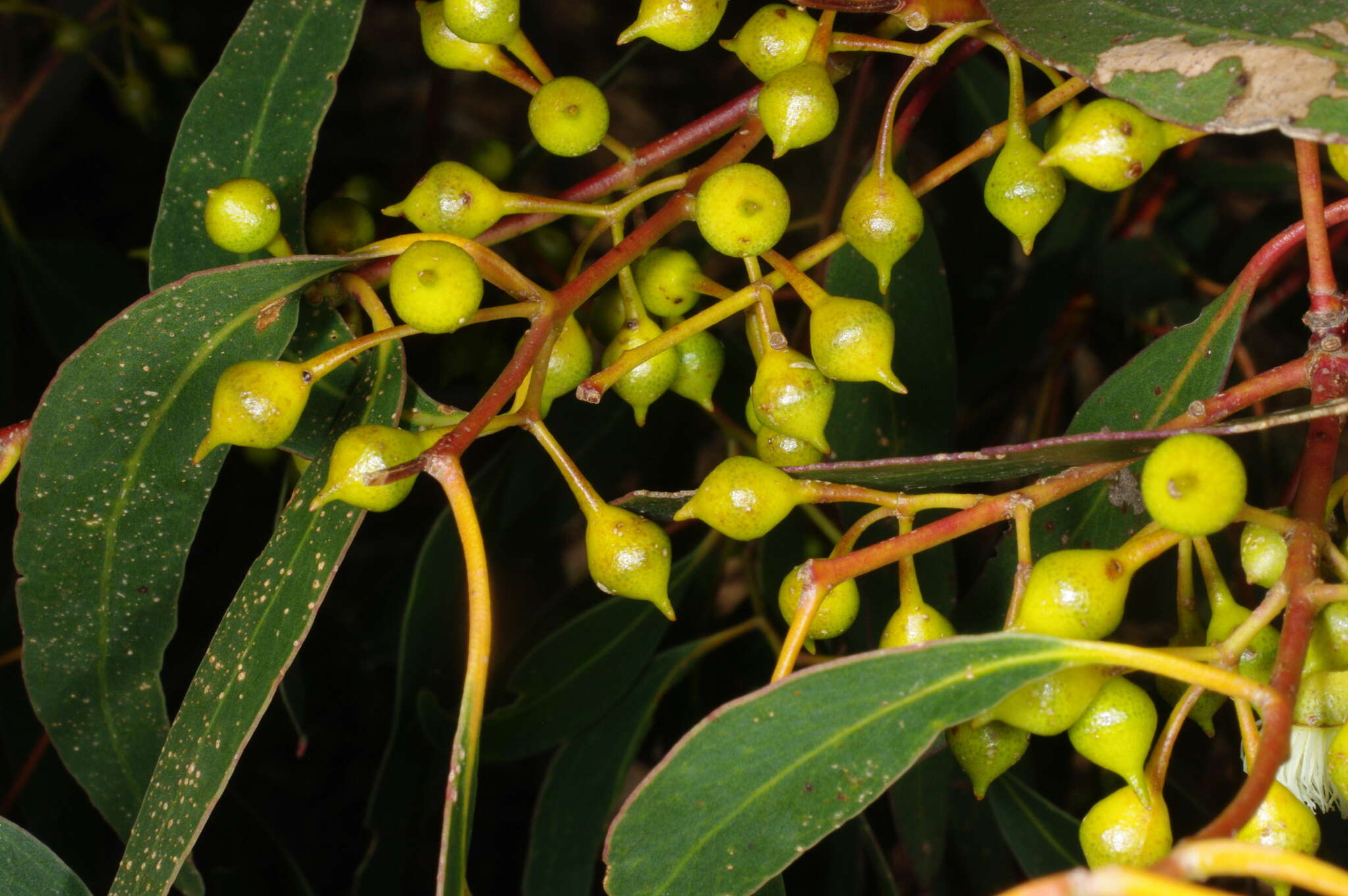 Image de Eucalyptus leucoxylon subsp. connata K. Rule