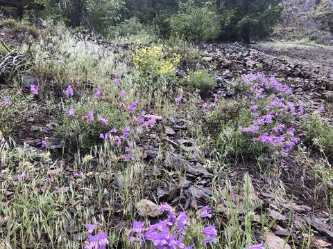 Слика од Penstemon fruticosus var. scouleri (Lindl.) Cronq.