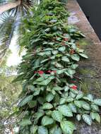 Image de Episcia reptans Mart.