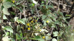 Image of Xylocopa darwini Cockerell 1926