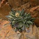 Image of Aliella latifolia (Maire) Dobignard