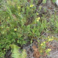 Image of Cyclopia sessiliflora Eckl. & Zeyh.