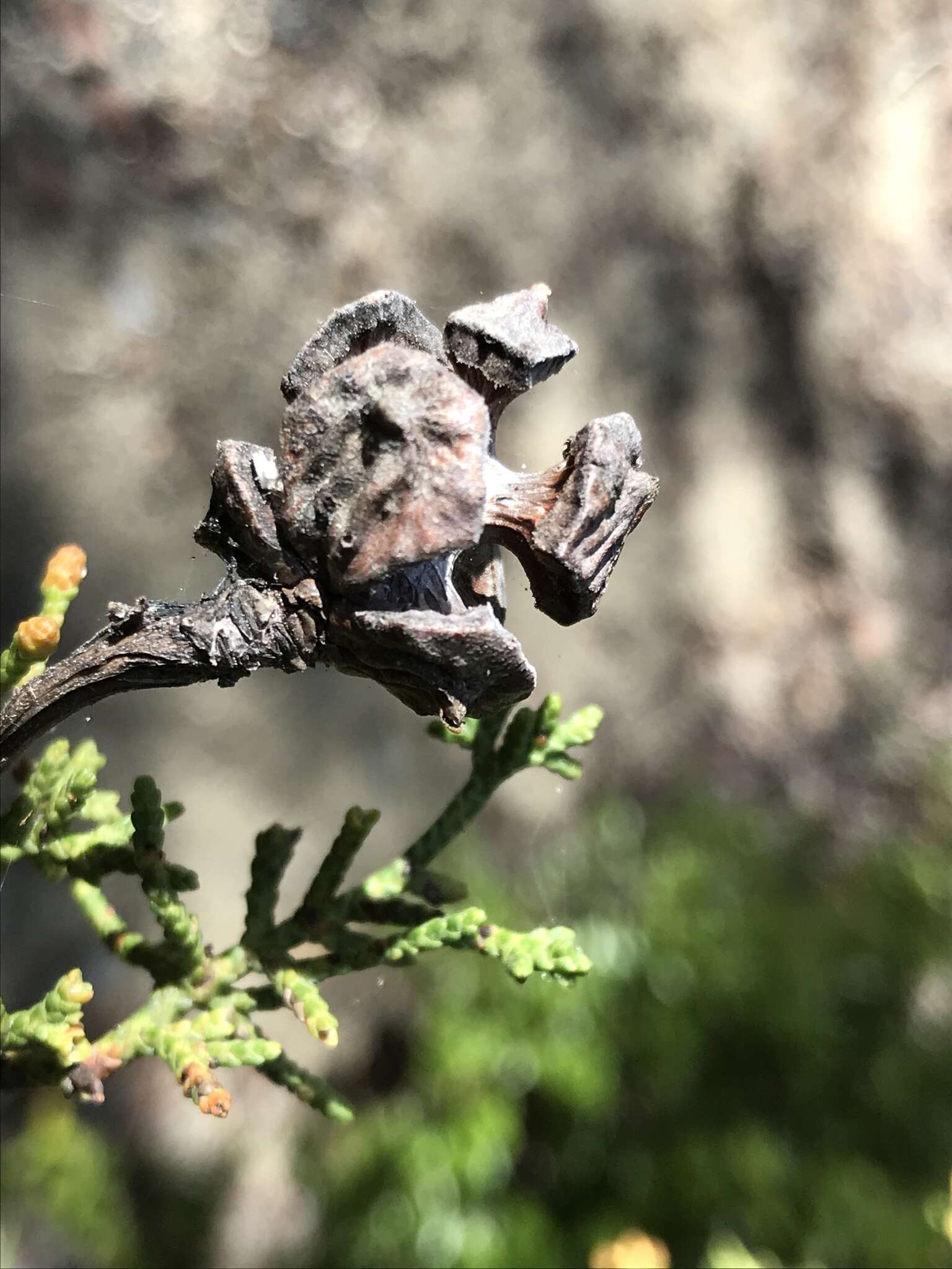 Image of Gowen cypress