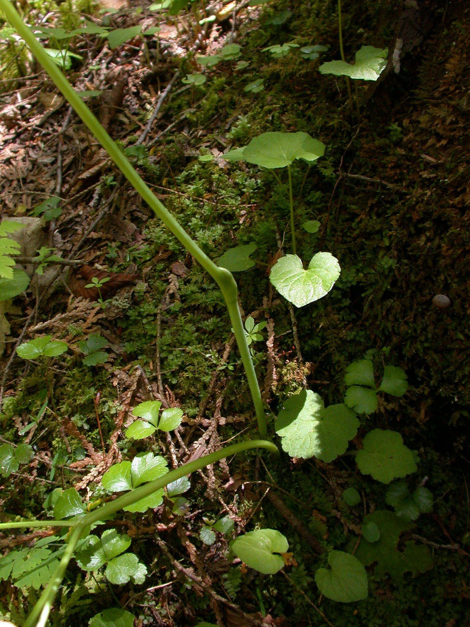 Imagem de Conioselinum chinense (L.) Britton, Sterns & Poggenb.