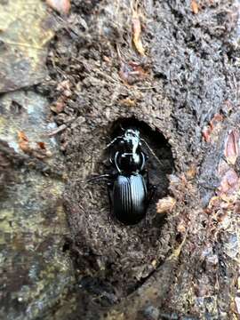 Image of Pterostichus (Eosteropus) moestus (Say 1823)