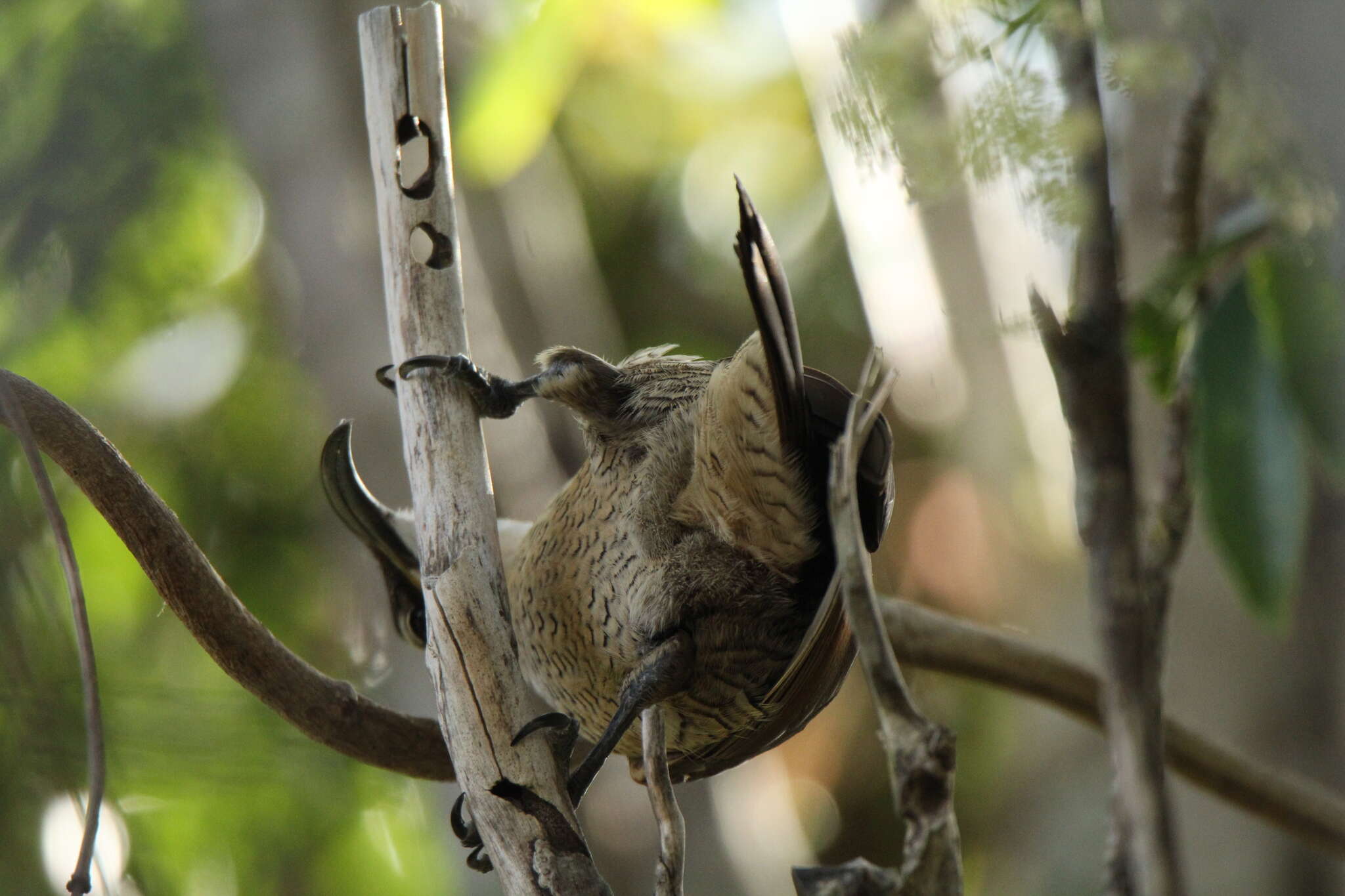 Image of Paradise Riflebird