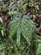 Imagem de Adiantum pyramidale (L.) Willd.