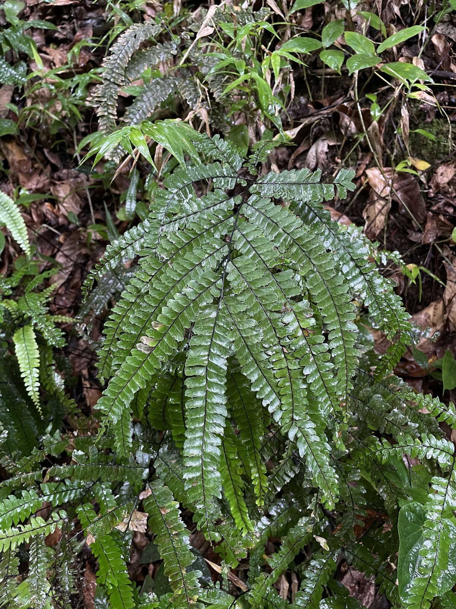 Adiantum pyramidale (L.) Willd.的圖片