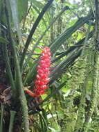 Image of Aechmea hoppii (Harms) L. B. Sm.