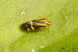 Image of <i>Microsargane martialis</i>