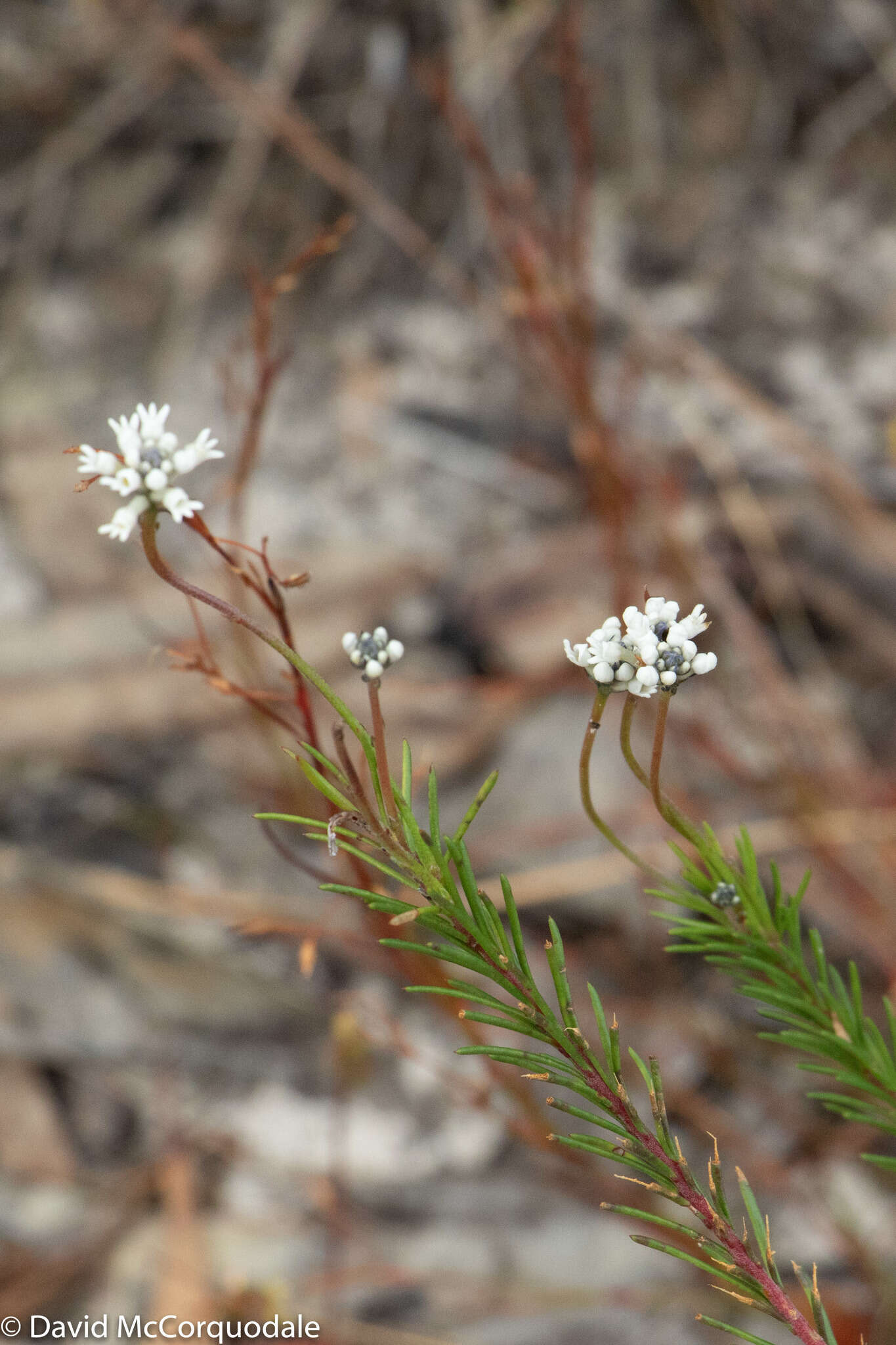 Image of Conospermum taxifolium C. F. Gaertner