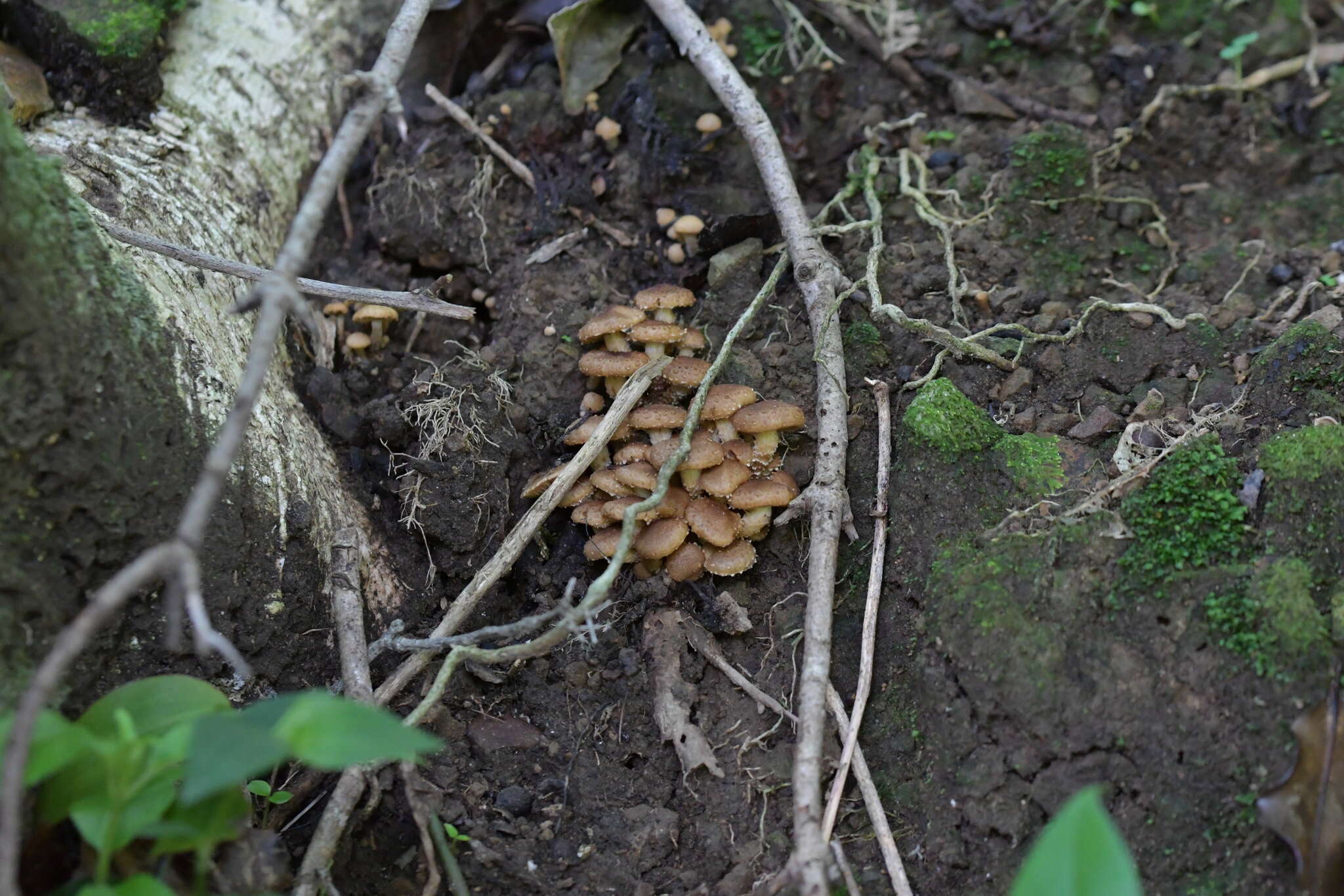 Image de Pholiota subflammans (Speg.) Sacc. 1891