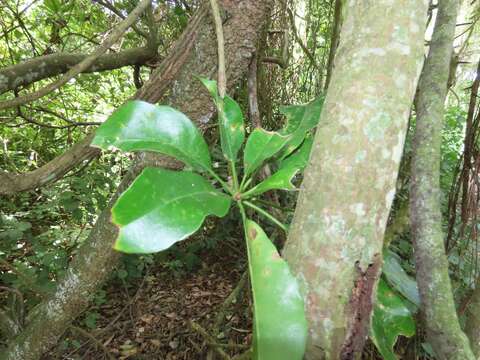 Inhambanella henriquesii (Engl. & Warb.) Dubard的圖片