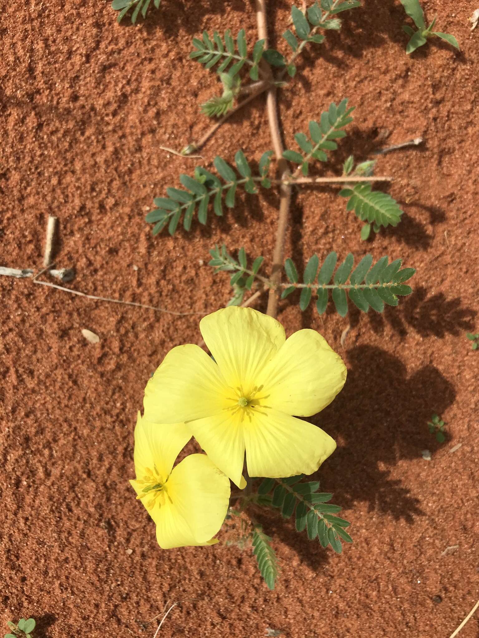 Image of Tribulus pentandrus var. pterophorus (Presl) P. Singh & V. Singh