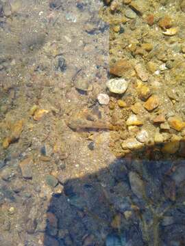 Image of Blue Ridge Sculpin