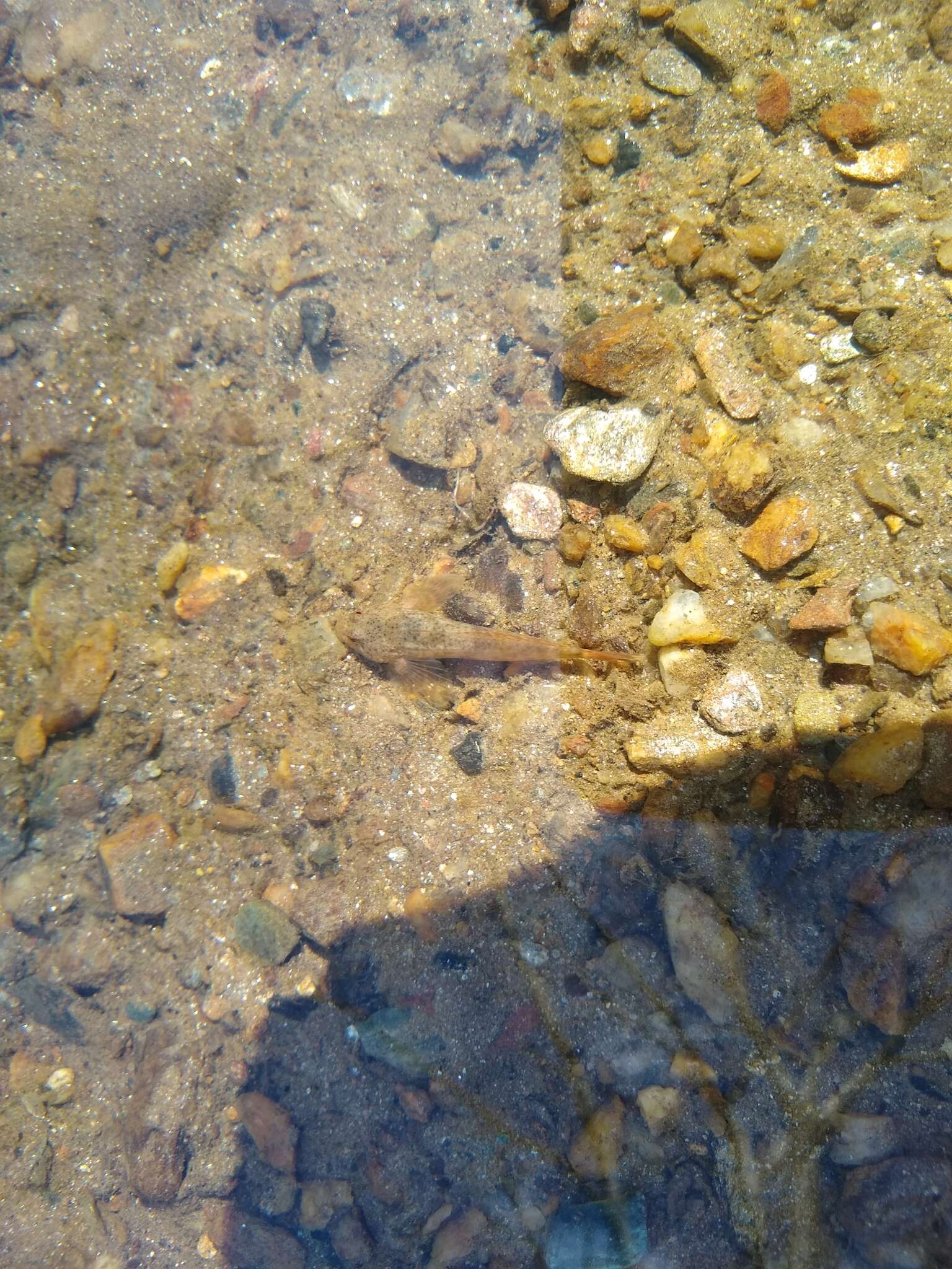 Imagem de Cottus caeruleomentum Kinziger, Raesly & Neely 2000