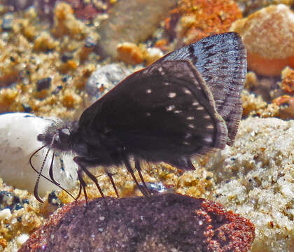 Image of Sleepy Duskywing