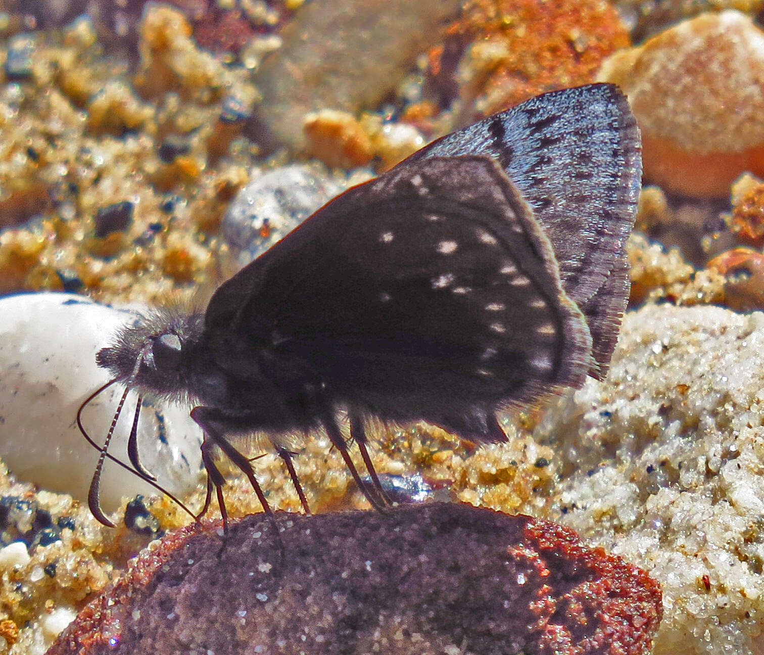 Image de Erynnis brizo Boisduval & Le Conte 1832