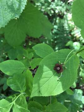 Imagem de Euonymus occidentalis Nutt. ex Torr.