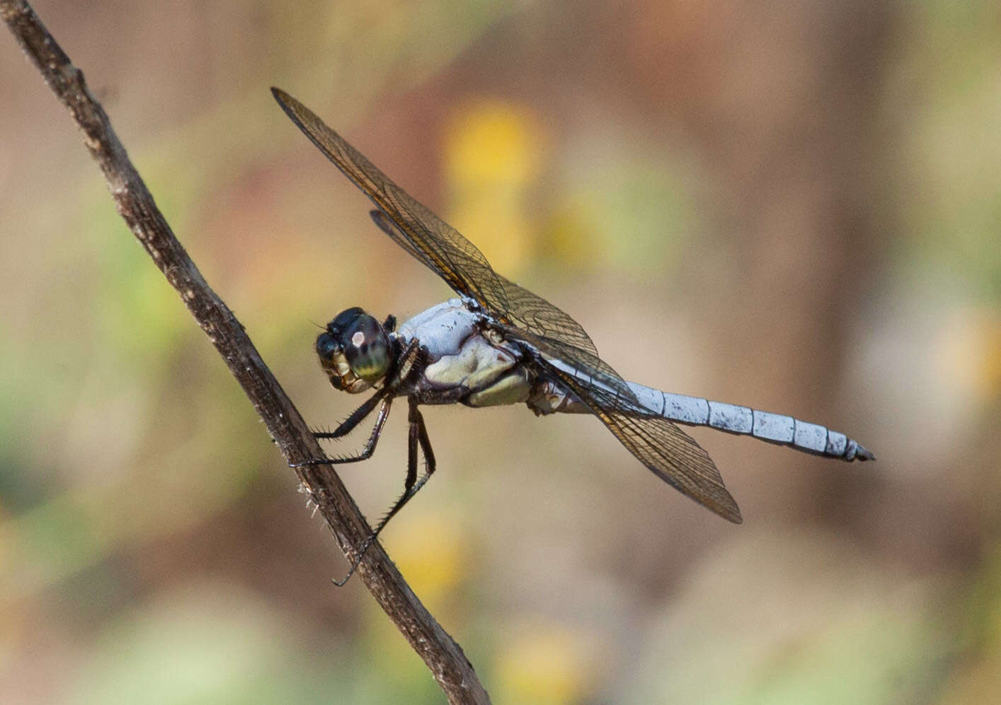 Image de Libellula flavida Rambur 1842