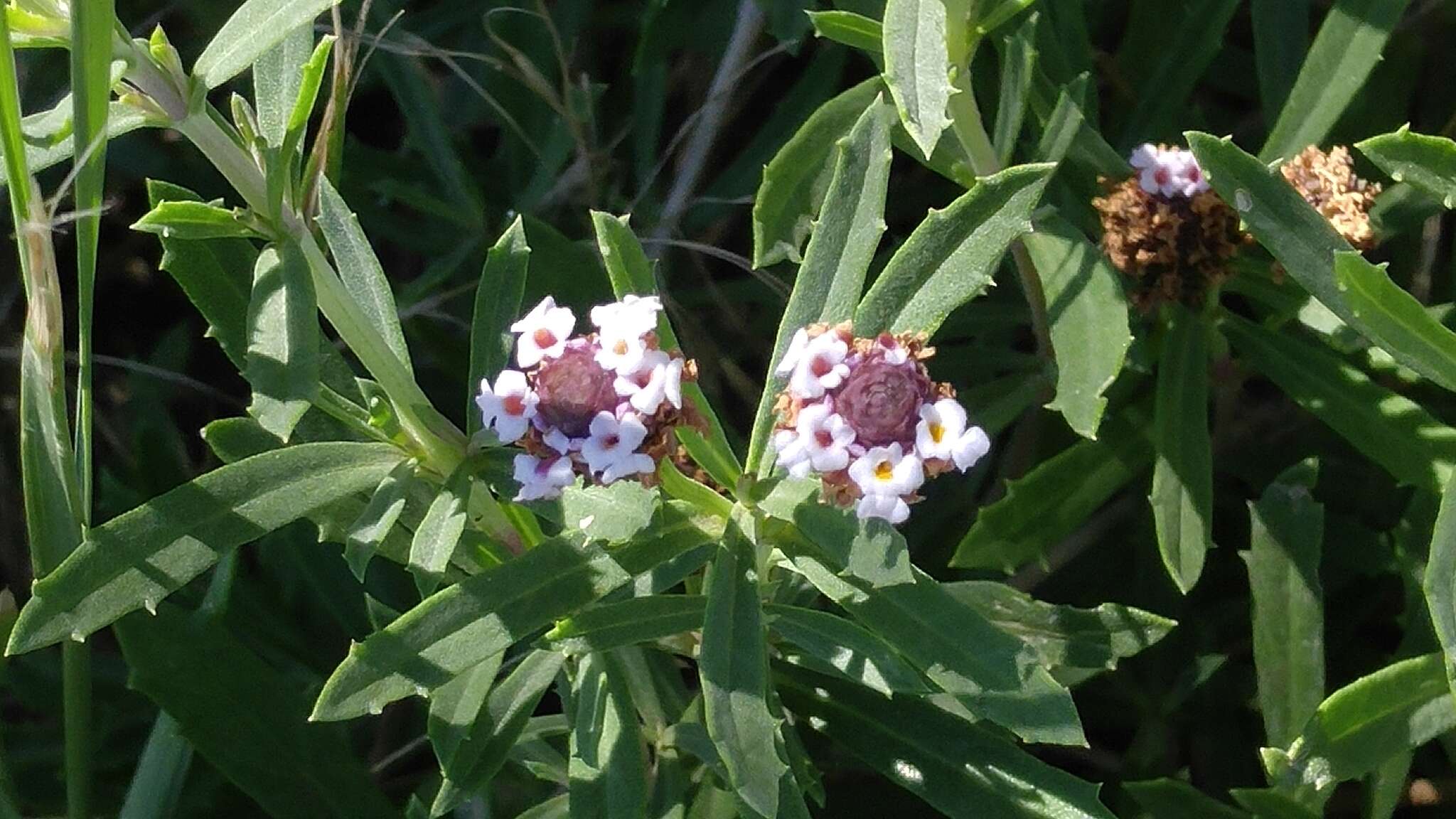 Plancia ëd Phyla cuneifolia (Torr.) Greene