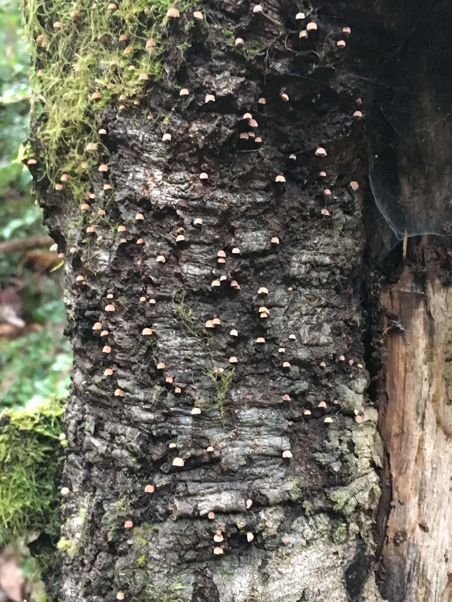 Mycena corticola (Pers.) Gray 1821的圖片