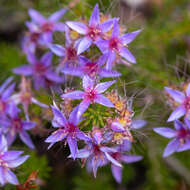 Image de Calytrix leschenaultii (Schauer) Benth.