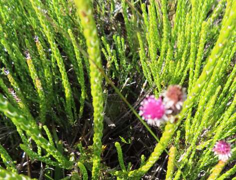 Image of Lachnospermum imbricatum (Berg.) Hilliard