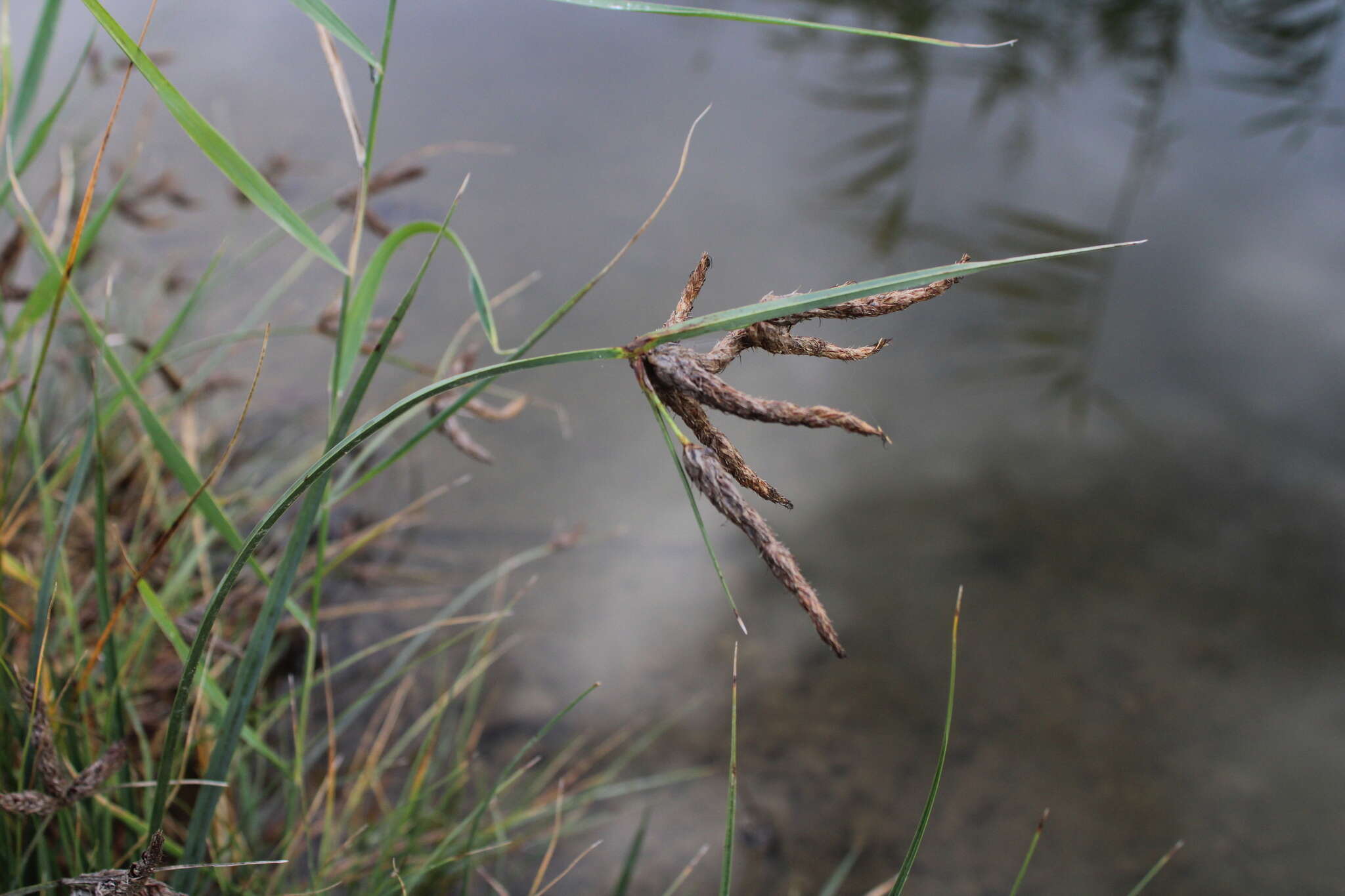 Image of tuberous bulrush