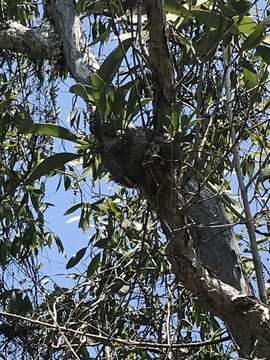 Imagem de Myrmecodia beccarii Hook. fil.