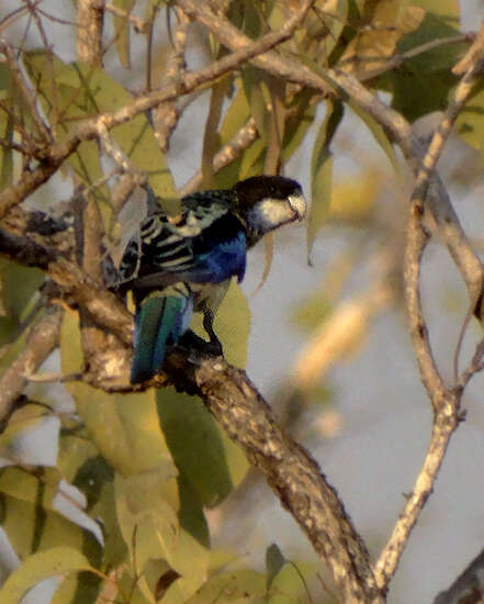 Image of Northern Rosella