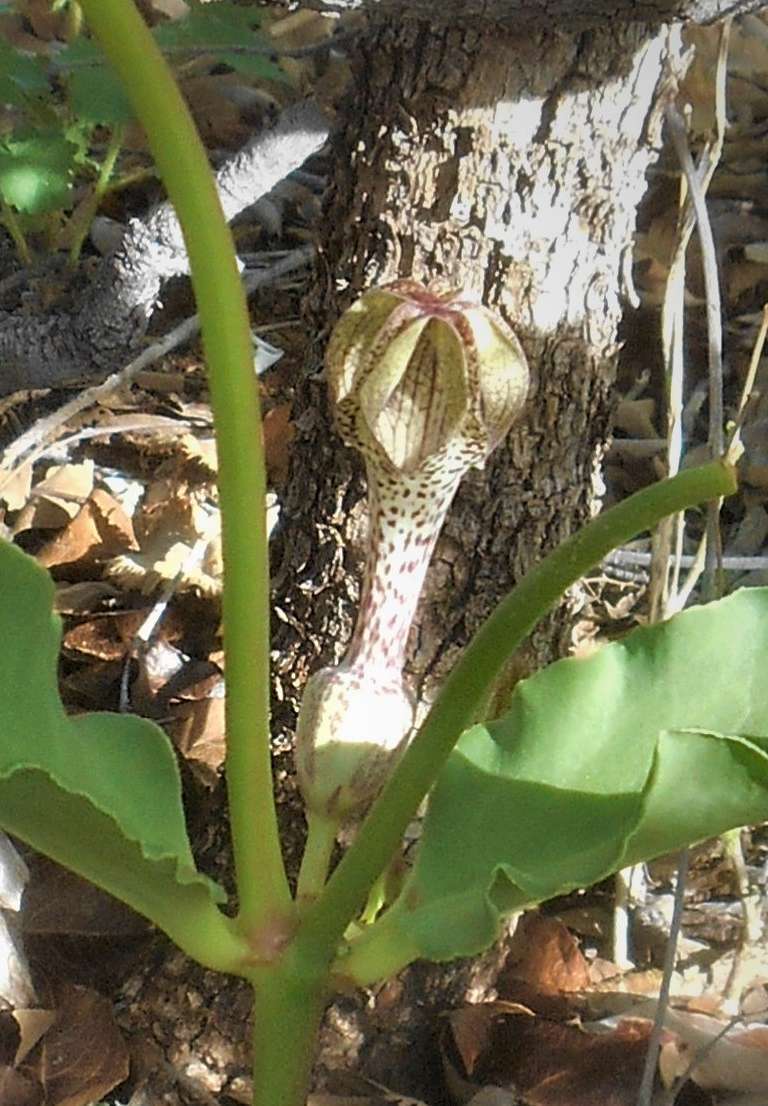 صورة Ceropegia crassifolia Schltr.