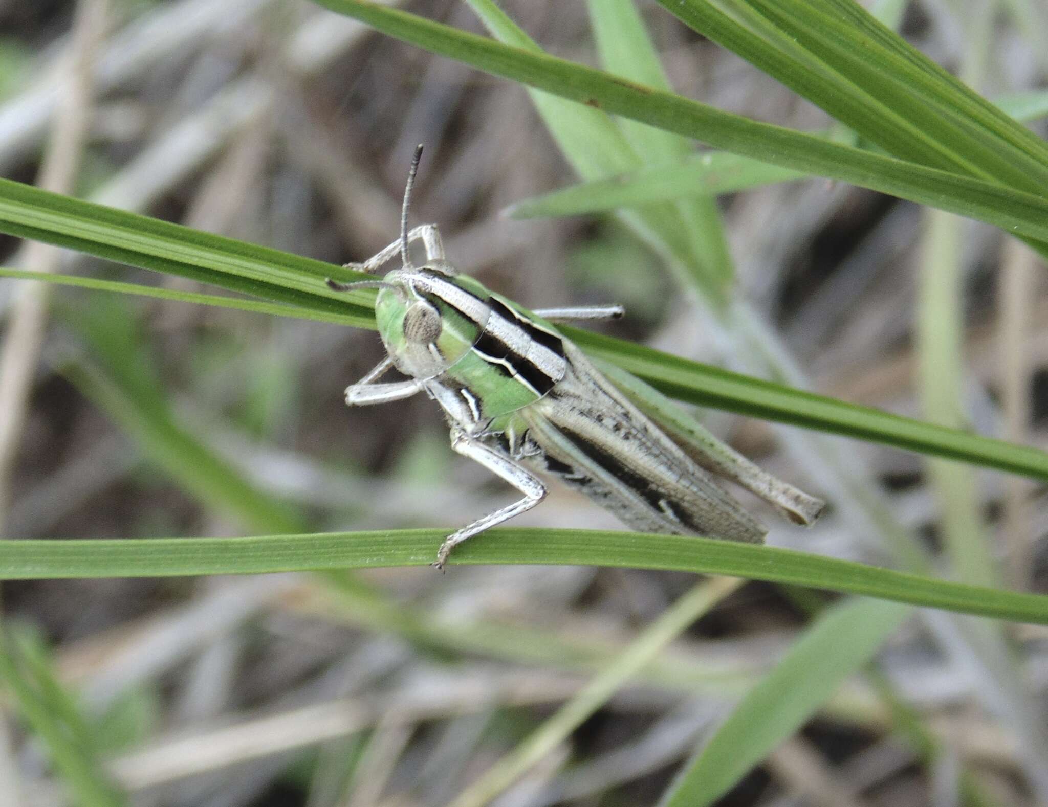 Image of Eritettix simplex (Scudder & S. H. 1869)