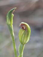 Pterostylis clivosa的圖片