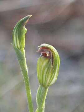 Image of Pterostylis clivosa