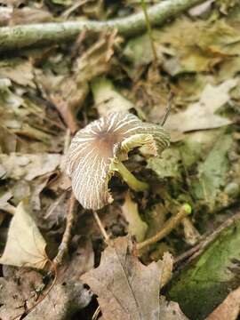 Image of Pluteus deceptivus Minnis & Sundb. 2010