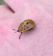 Image of Argus Tortoise Beetle