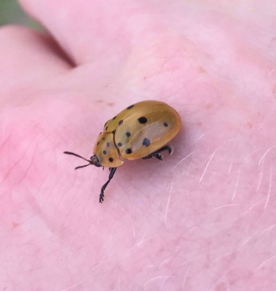 Image of Argus Tortoise Beetle