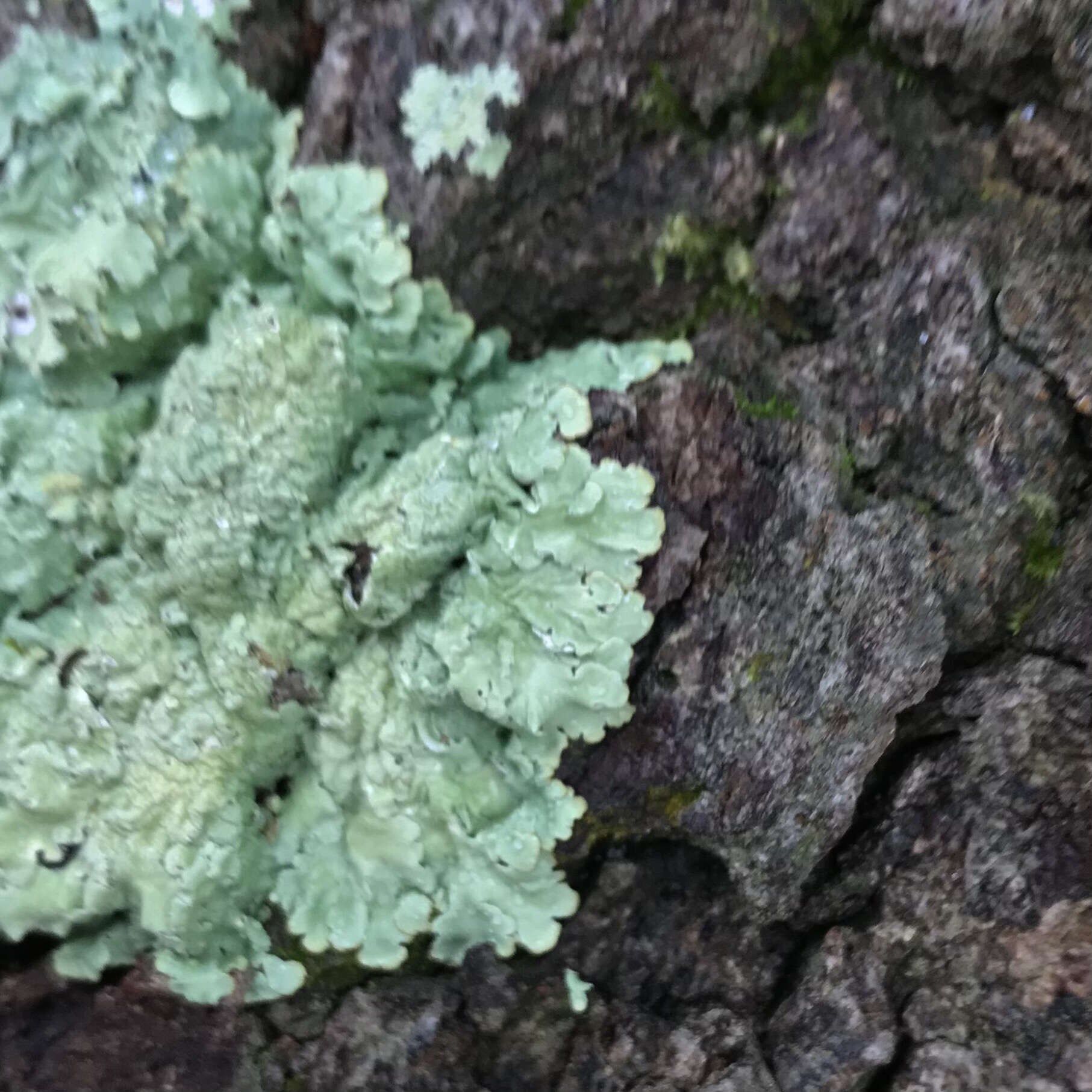 Image of Texan canoparmelia lichen