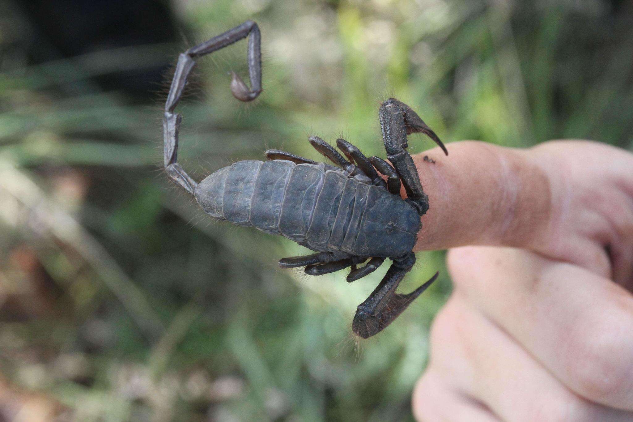 Image of Magaliesberg Rock Scorpion