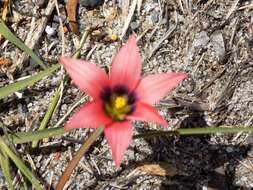 Image of Romulea obscura Klatt