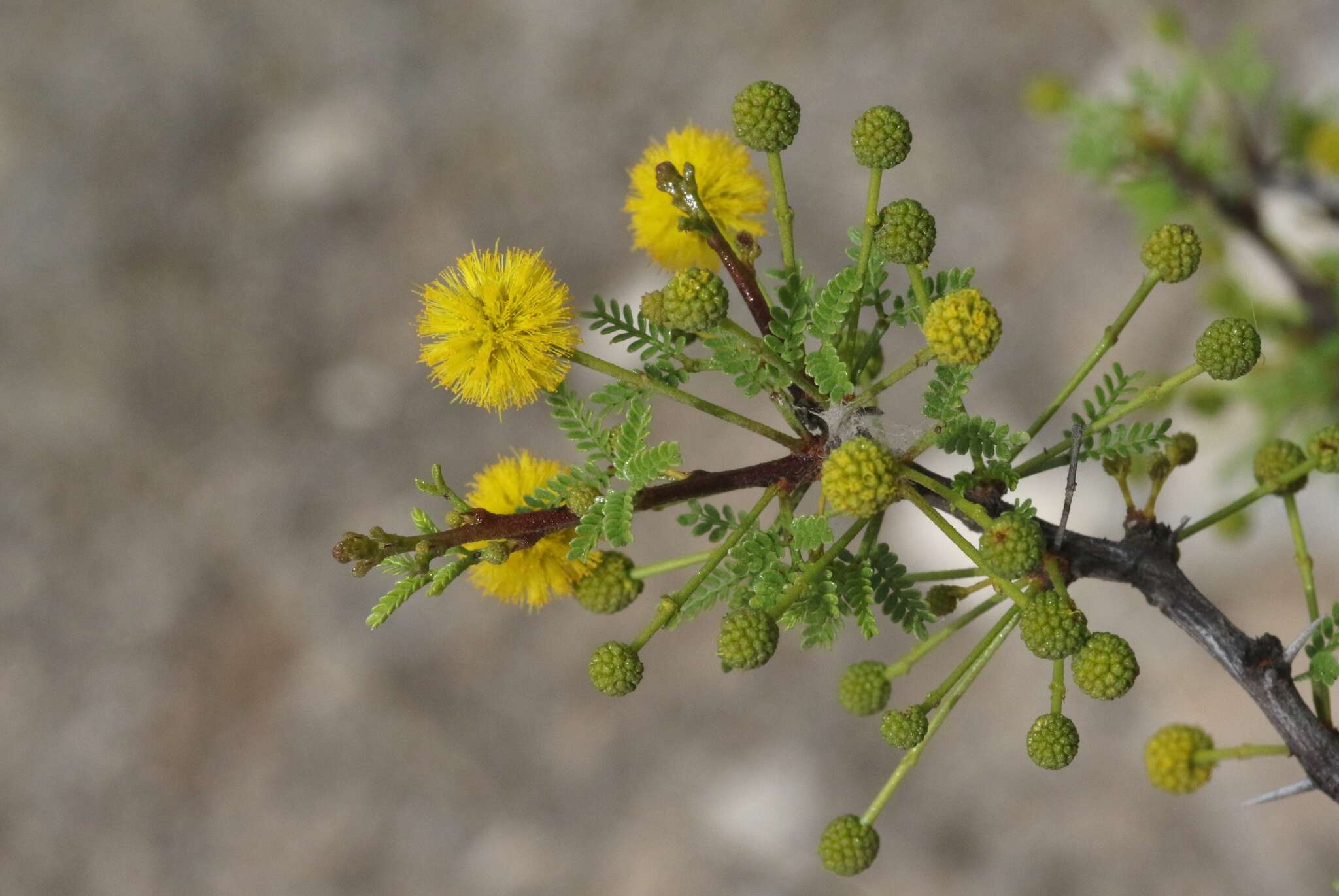 Vachellia vernicosa (Britton & Rose) Seigler & Ebinger resmi