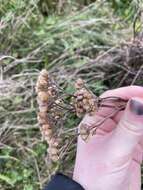 صورة Achillea millefolium var. borealis (Bong.) Farw.