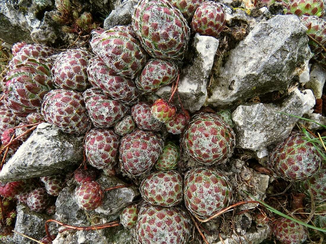 Image of Sempervivum ciliosum Craib