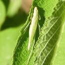 Image of Oecanthus comma Walker & T. J. 1967