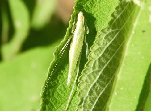 Image de Oecanthus comma Walker & T. J. 1967