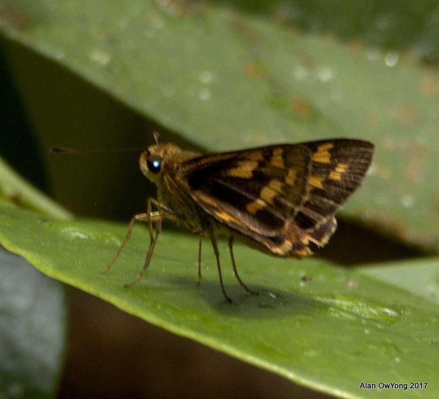 Potanthus trachala Mabille 1878 resmi